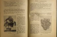 Josef Vaněk Květiny v domácnosti, na oknech a balkonech