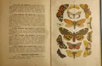 Karel Exler ml. Motýlové 1898